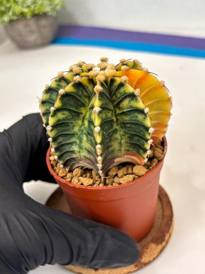 Gymnocalycium Lb Hybrid (gy3) (y2) | Imported Plants