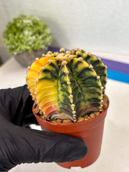 Gymnocalycium Lb Hybrid (gy3) (y2) | Imported Plants