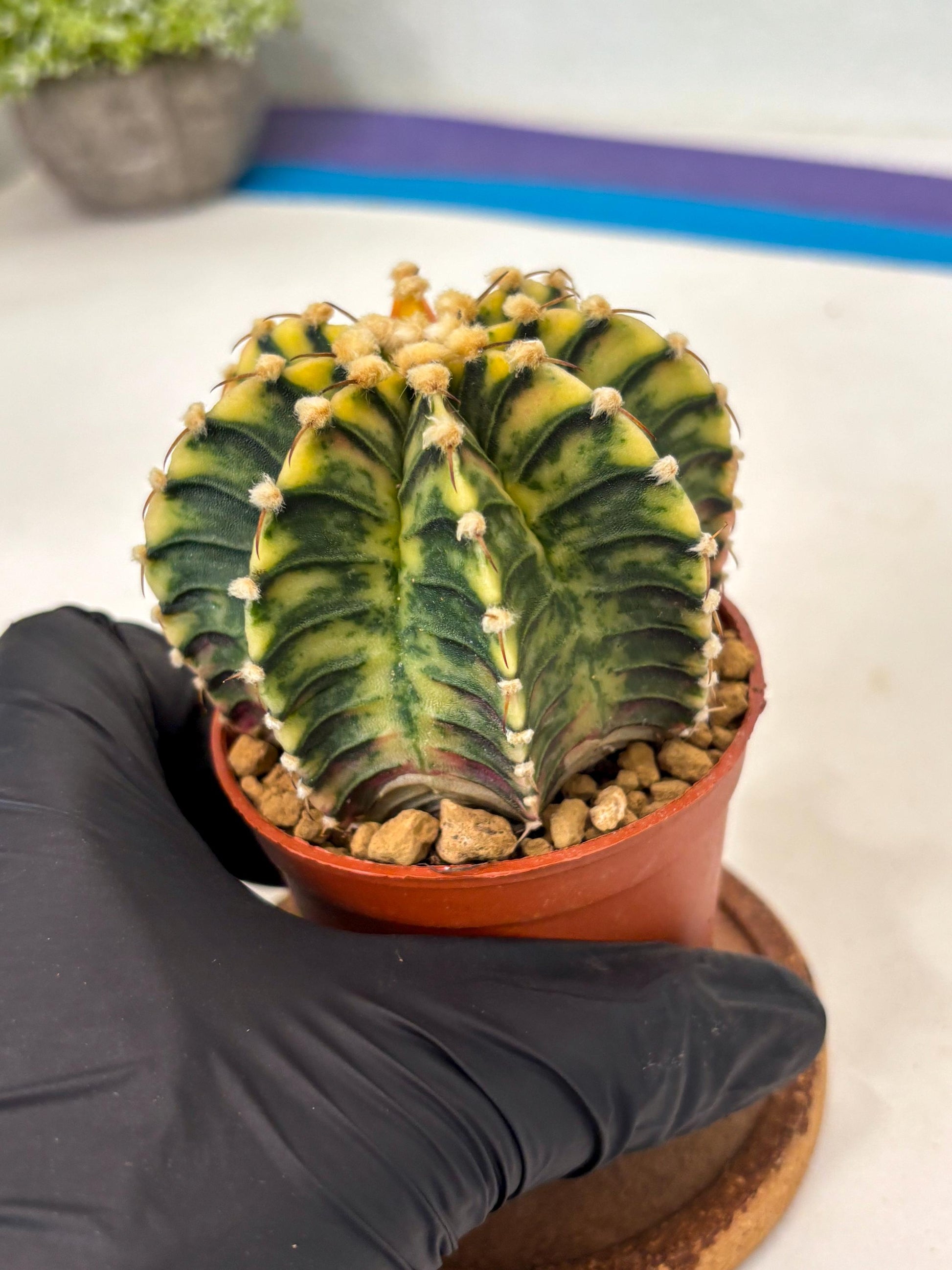 Gymnocalycium Lb Hybrid (gy3) (y2) | Imported Plants