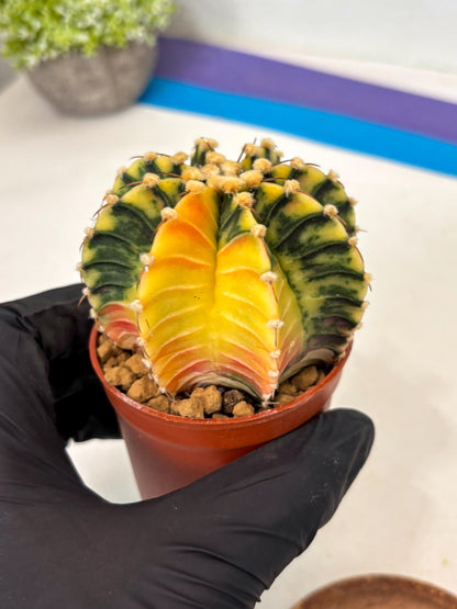 Gymnocalycium Lb Hybrid (gy3) (y2) | Imported Plants