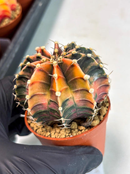 Gymnocalycium Lb Hybrid (gy3) (y3) | Imported Plants
