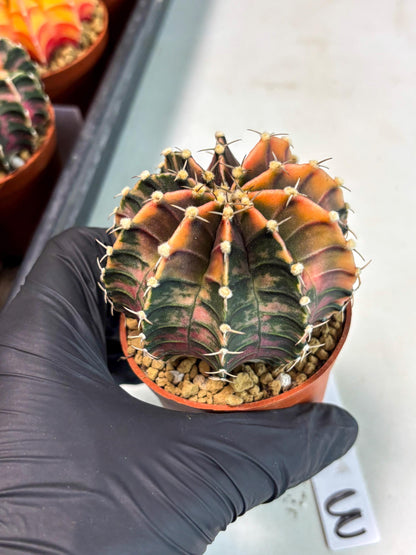 Gymnocalycium Lb Hybrid (gy3) (y3) | Imported Plants