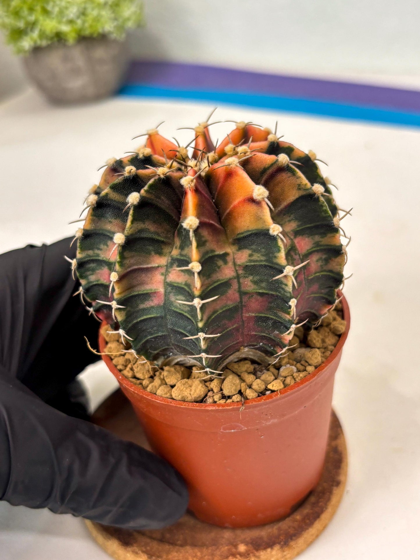 Gymnocalycium Lb Hybrid (gy3) (y3) | Imported Plants