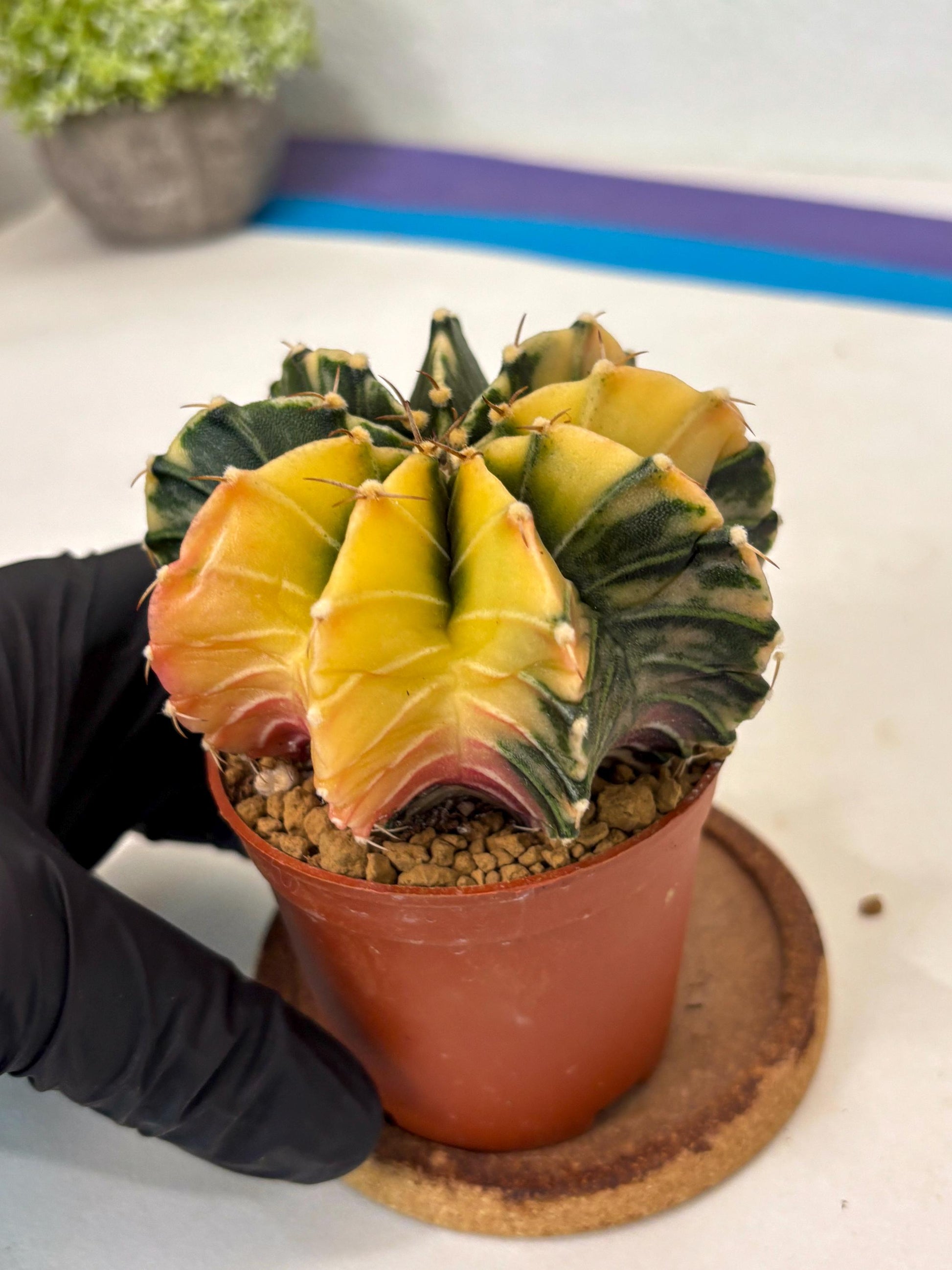Gymnocalycium Lb Hybrid (gy3) (y5) | Imported Plants