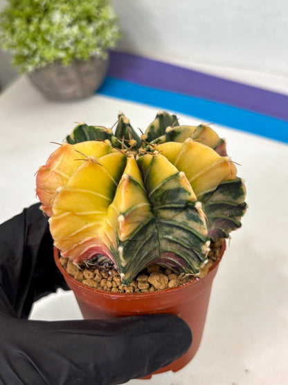 Gymnocalycium Lb Hybrid (gy3) (y5) | Imported Plants