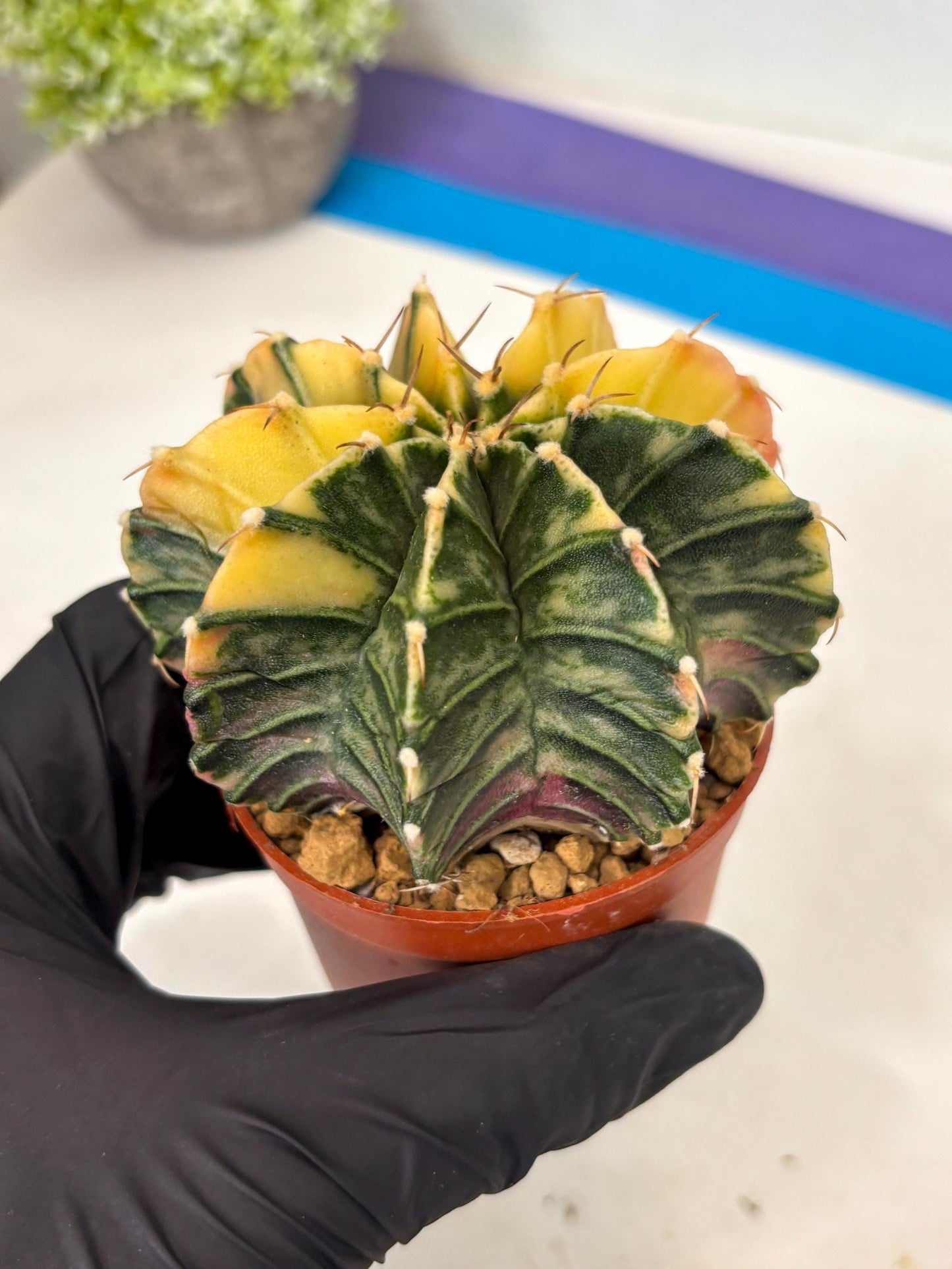Gymnocalycium Lb Hybrid (gy3) (y5) | Imported Plants