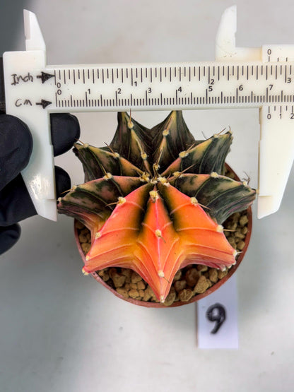 Gymnocalycium Lb Hybrid (gy3) (y6) | Imported Plants