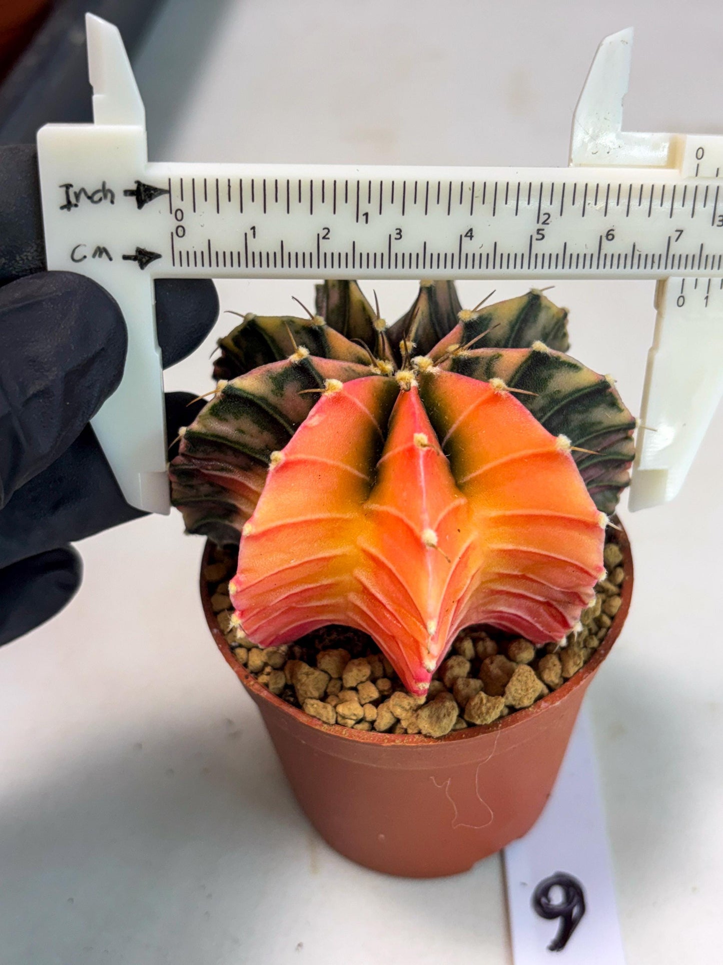 Gymnocalycium Lb Hybrid (gy3) (y6) | Imported Plants