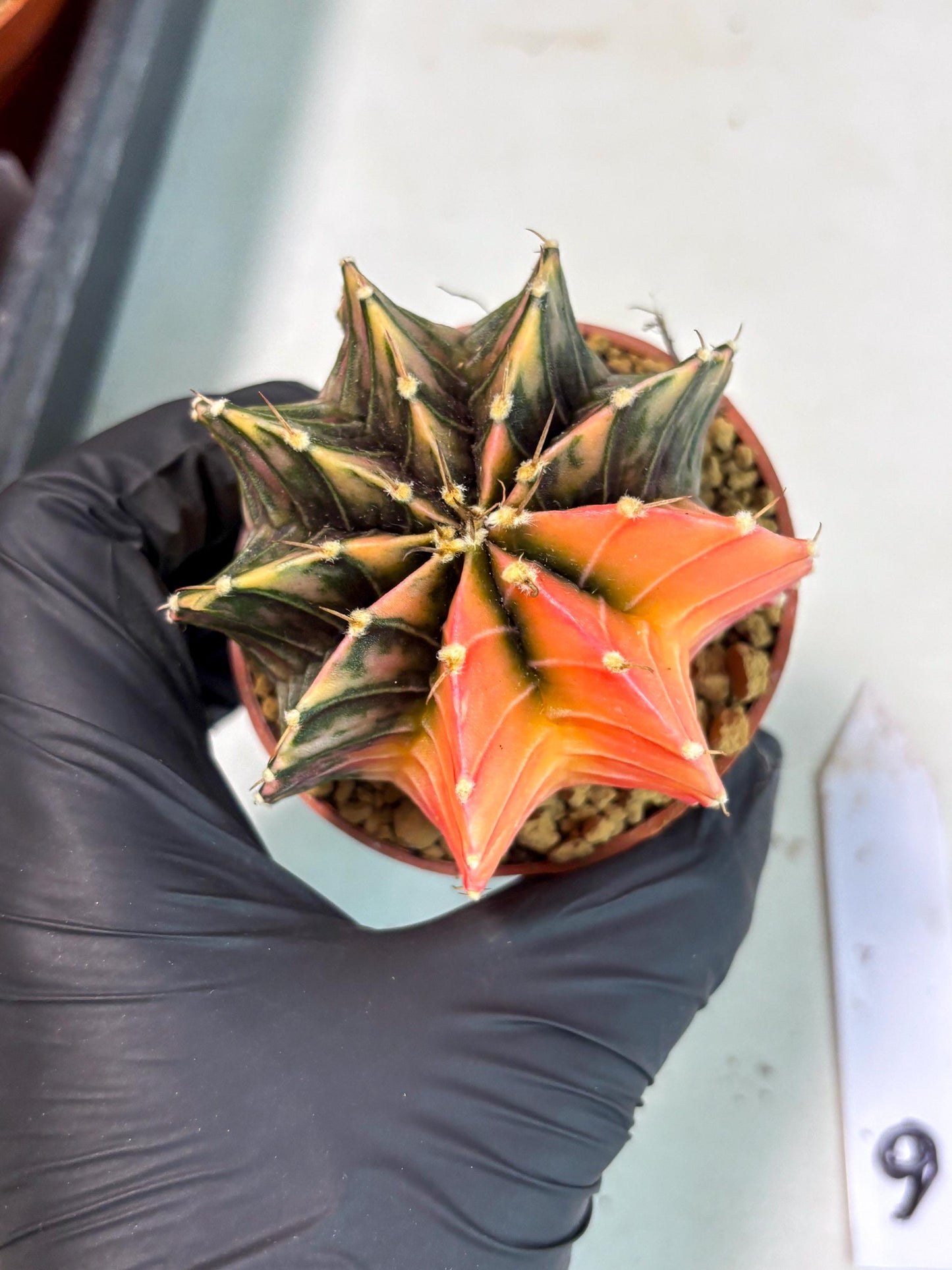 Gymnocalycium Lb Hybrid (gy3) (y6) | Imported Plants
