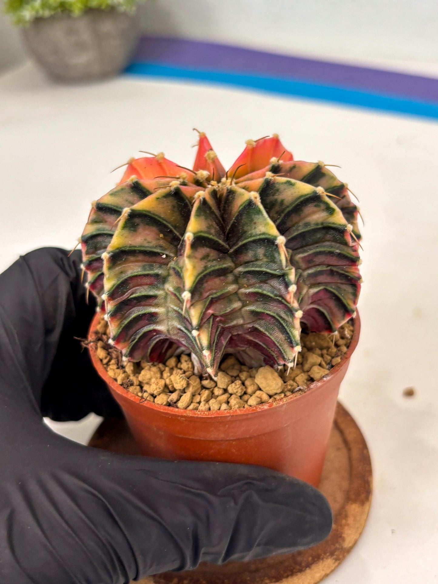 Gymnocalycium Lb Hybrid (gy3) (y6) | Imported Plants