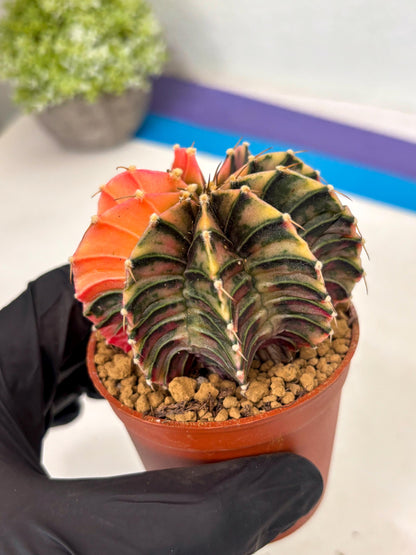 Gymnocalycium Lb Hybrid (gy3) (y6) | Imported Plants