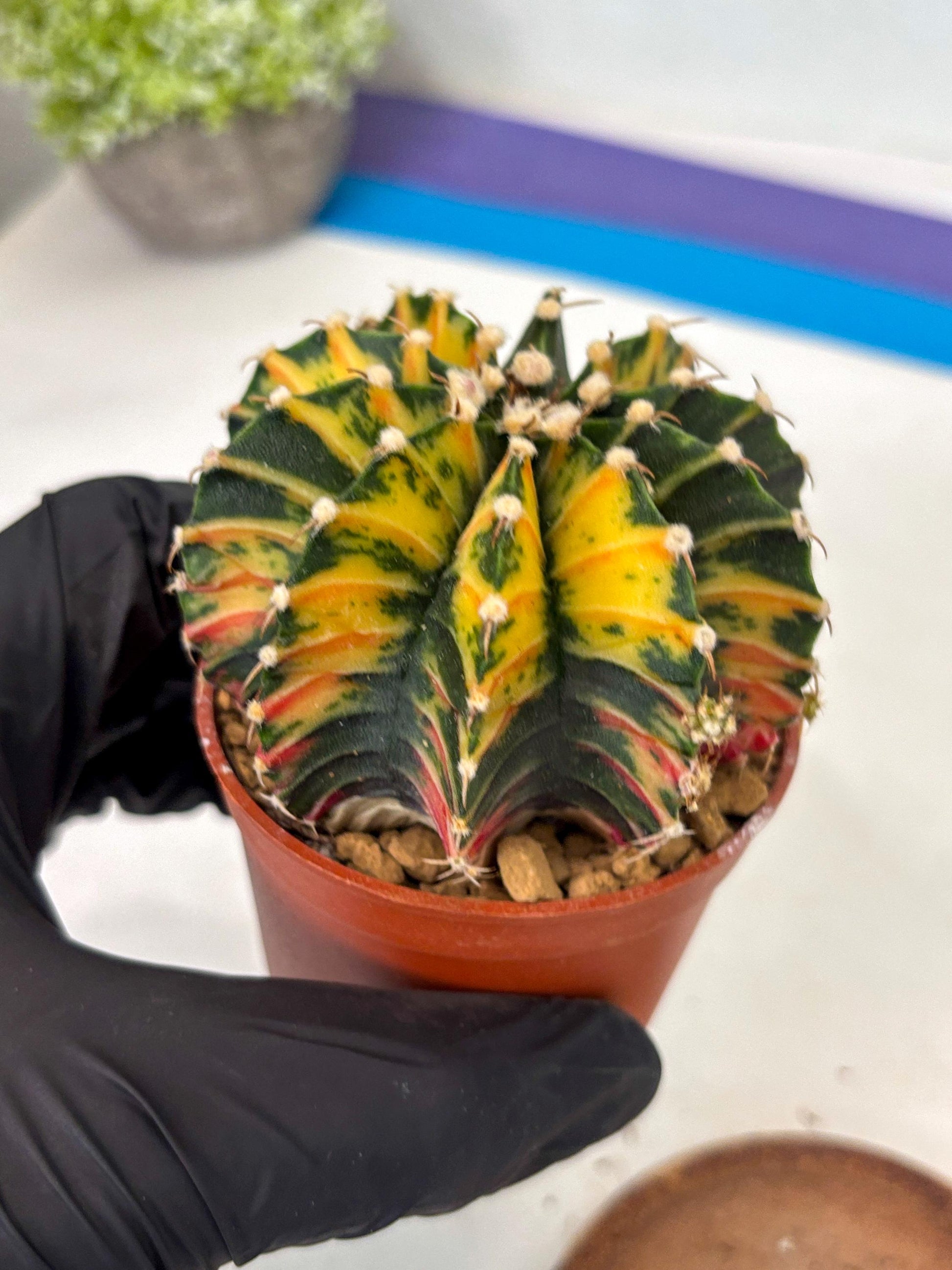 Gymnocalycium Lb Hybrid (gy3) (y7) | Imported Plants