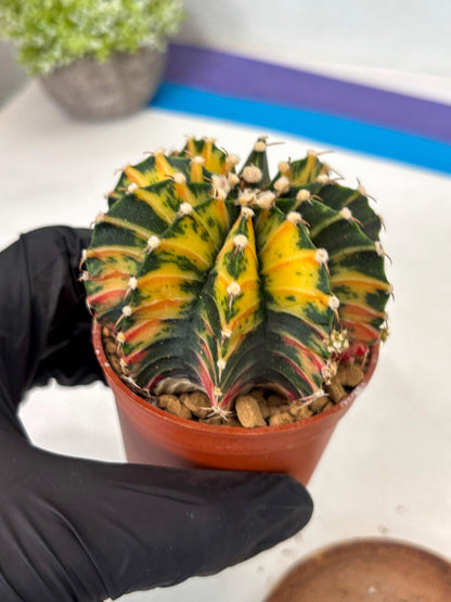 Gymnocalycium Lb Hybrid (gy3) (y7) | Imported Plants