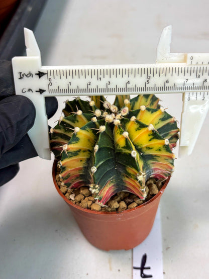 Gymnocalycium Lb Hybrid (gy3) (y7) | Imported Plants