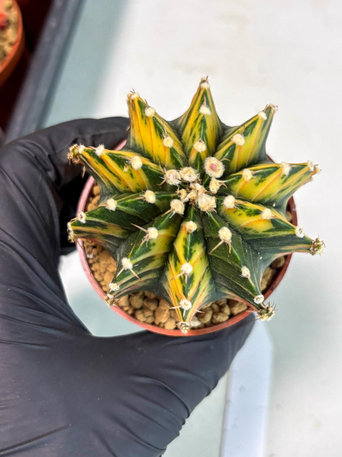 Gymnocalycium Lb Hybrid (gy3) (y7) | Imported Plants