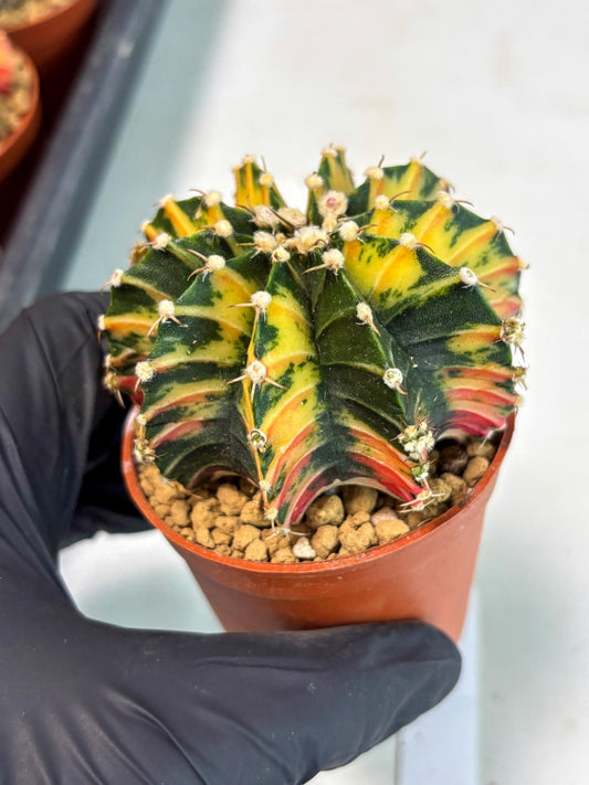 Gymnocalycium Lb Hybrid (gy3) (y7) | Imported Plants