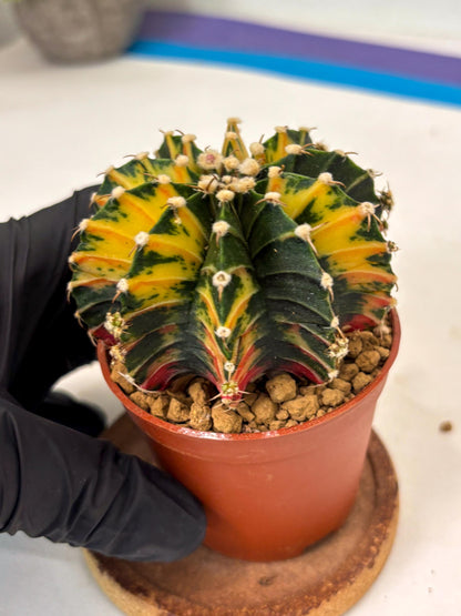 Gymnocalycium Lb Hybrid (gy3) (y7) | Imported Plants