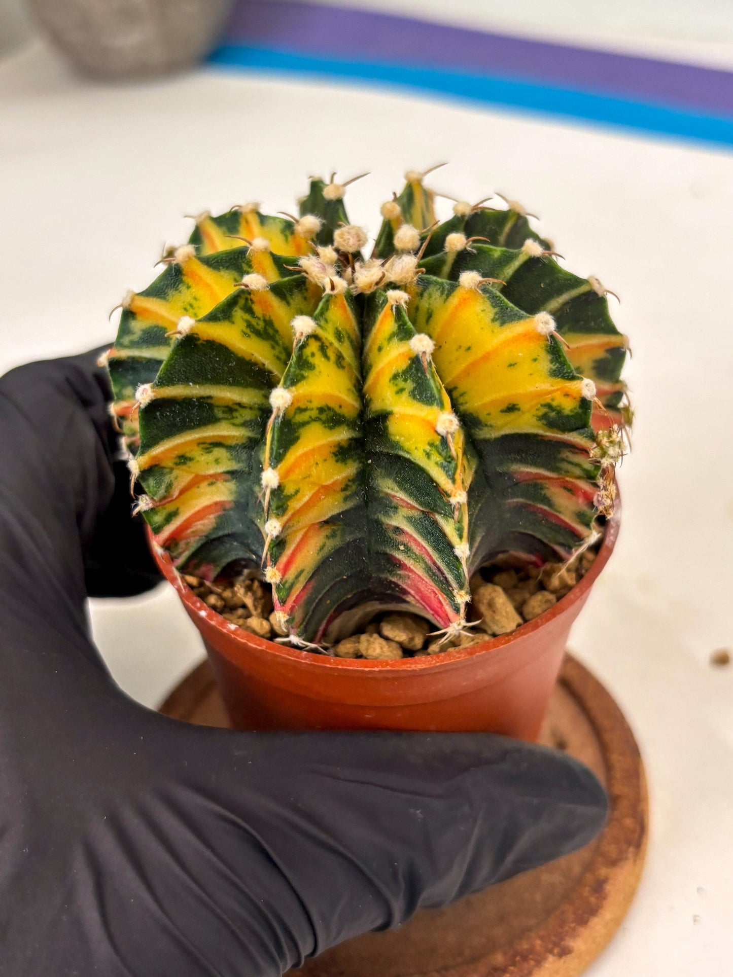 Gymnocalycium Lb Hybrid (gy3) (y7) | Imported Plants