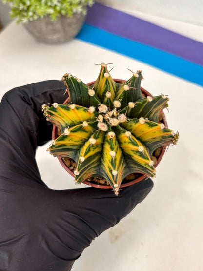 Gymnocalycium Lb Hybrid (gy3) (y7) | Imported Plants