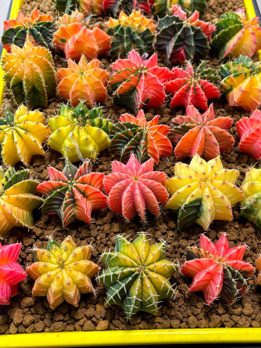 Gymnocalycium Var | Sellers choice | Great for beginners | 1.2~1.5Inch