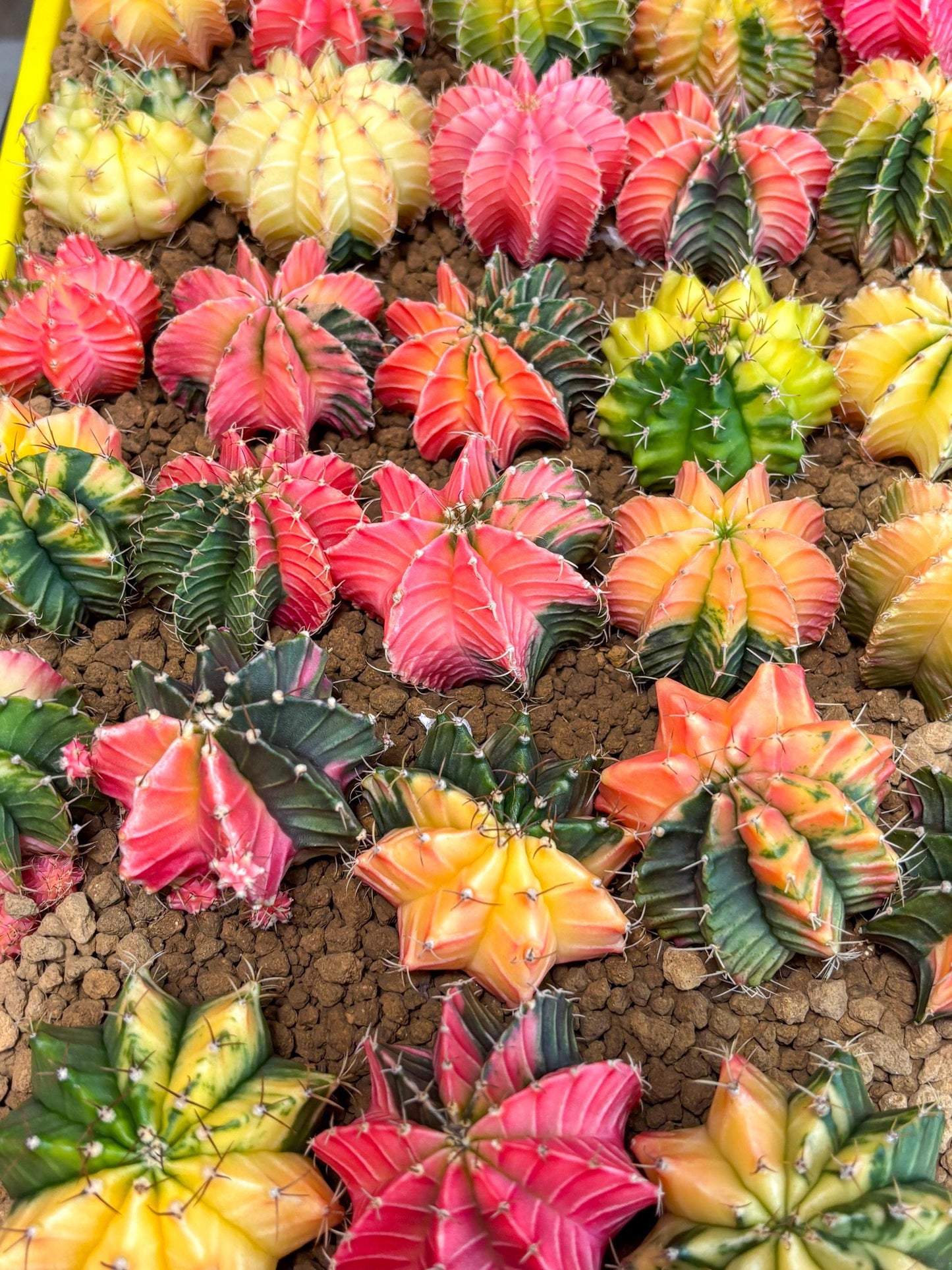 Gymnocalycium Var | Sellers choice | Great for beginners | 1.2~1.5Inch