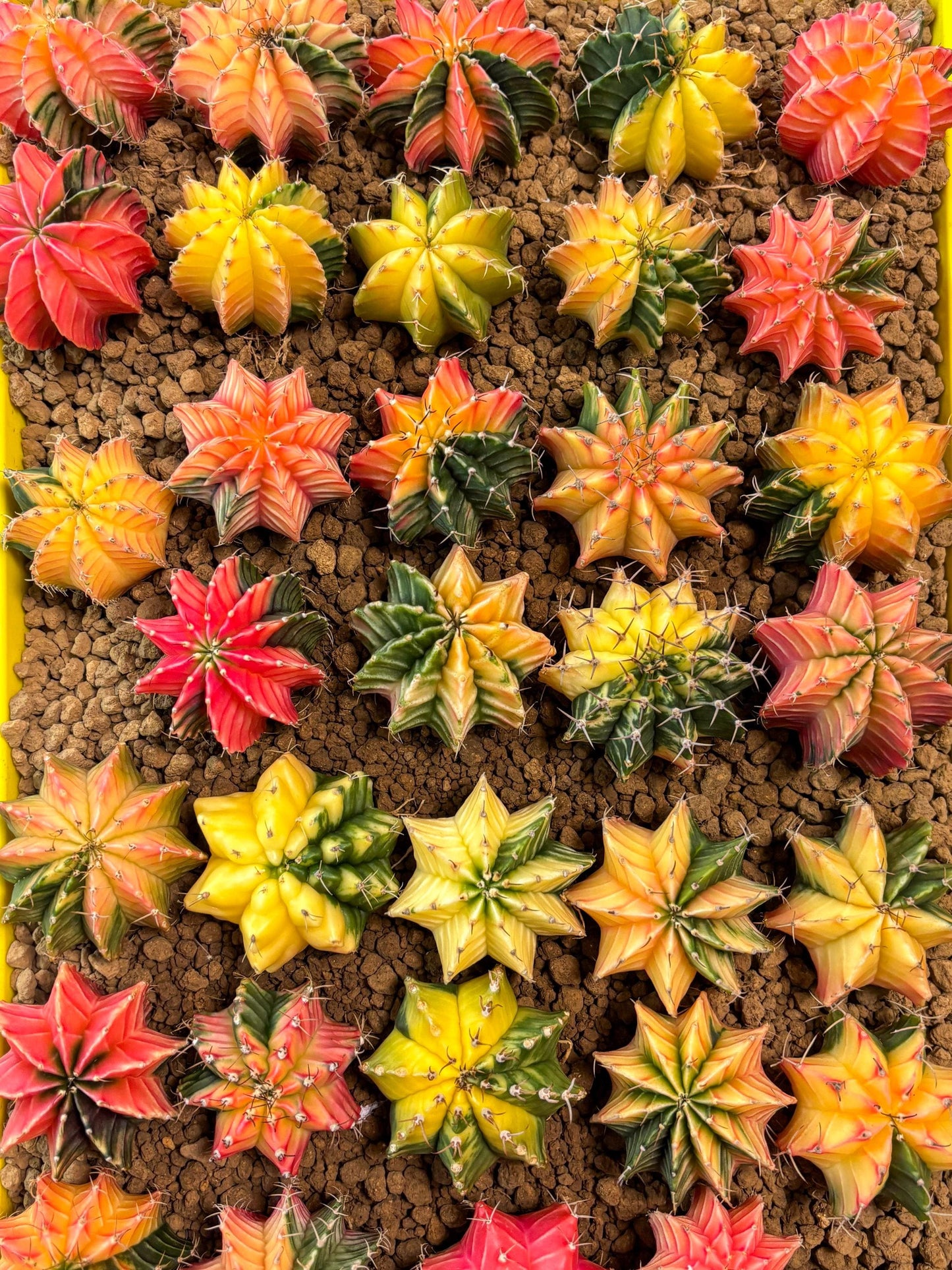 Gymnocalycium Var | Sellers choice | Great for beginners | 1.2~1.5Inch