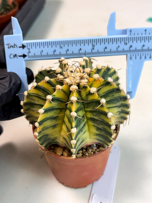 Gymnocalycium Lb Hybrid (gy4) (g1) | Imported Plants