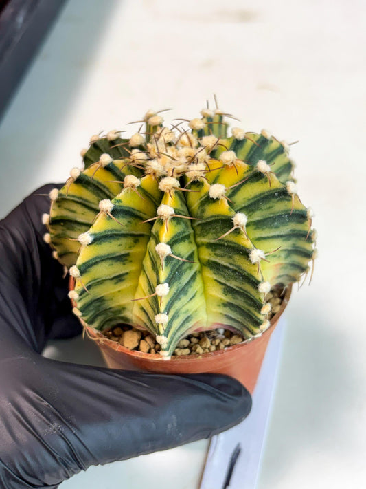 Gymnocalycium Lb Hybrid (gy4) (g1) | Imported Plants
