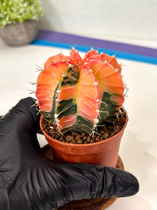 Gymnocalycium Lb Hybrid (gy4) (g5) | Imported Plants