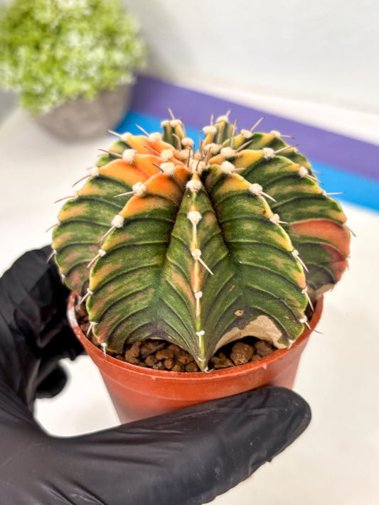 Gymnocalycium Lb Hybrid (gy4) (y4) | Imported Plants