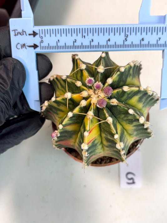Gymnocalycium Lb Hybrid (gy4) (y5) | Imported Plants