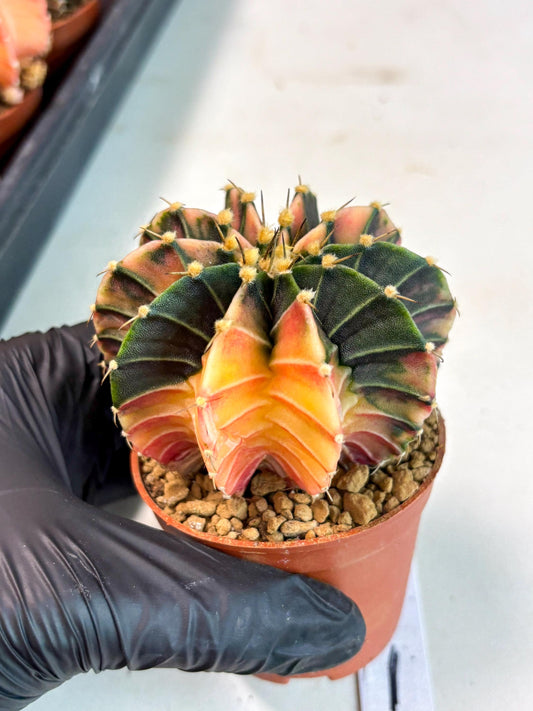 Gymnocalycium Lb Hybrid (gy4) (p1) | Imported Plants