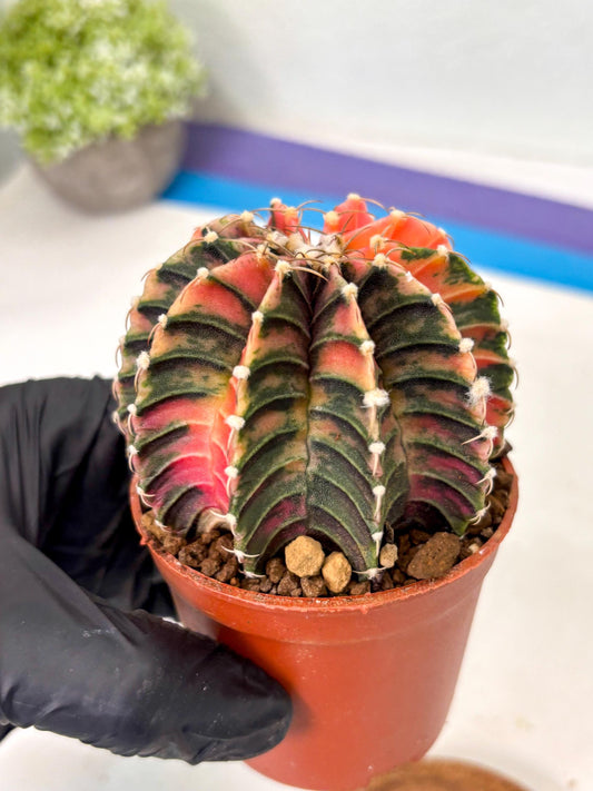 Gymnocalycium Lb Hybrid (gy4) (p3) | Imported Plants