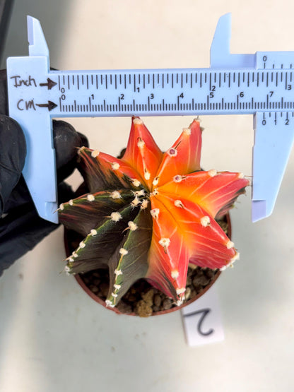 Gymnocalycium Lb Hybrid (gy5) (y2) | Imported Plants