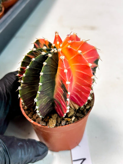 Gymnocalycium Lb Hybrid (gy5) (y2) | Imported Plants