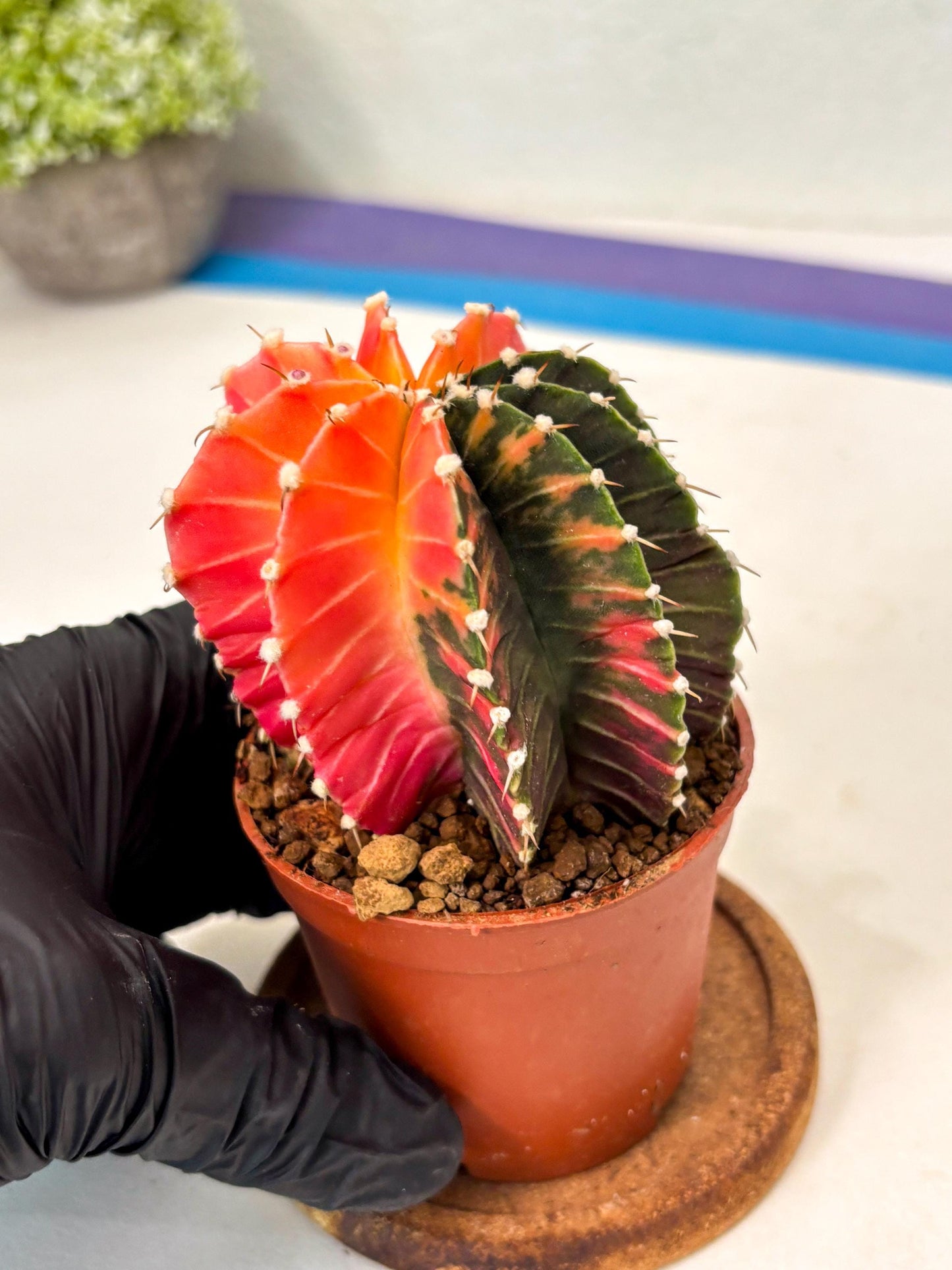 Gymnocalycium Lb Hybrid (gy5) (y2) | Imported Plants