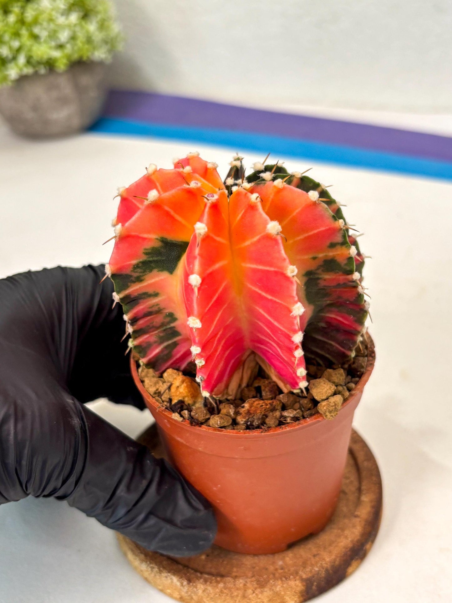Gymnocalycium Lb Hybrid (gy5) (y2) | Imported Plants