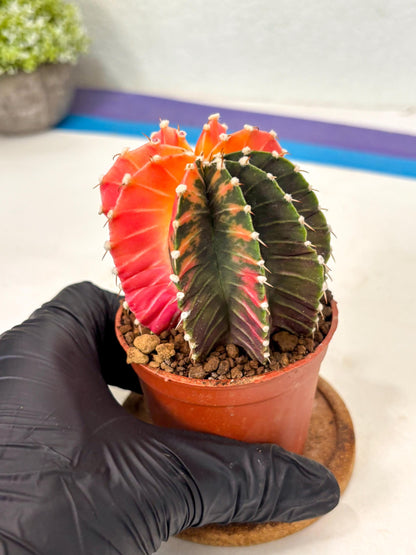 Gymnocalycium Lb Hybrid (gy5) (y2) | Imported Plants