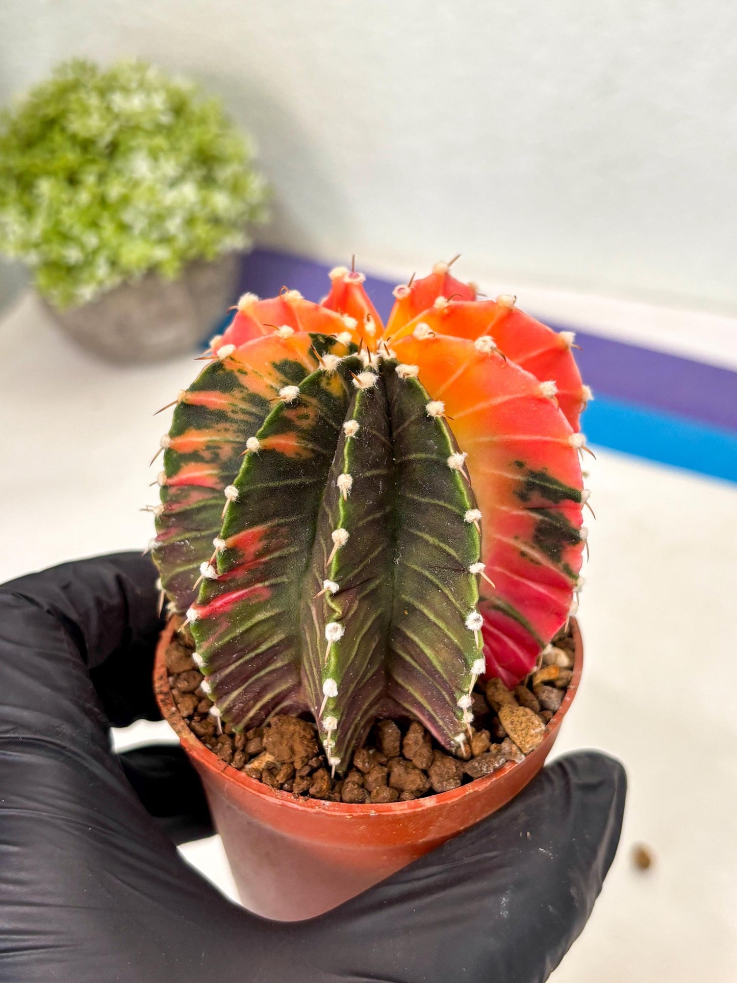 Gymnocalycium Lb Hybrid (gy5) (y2) | Imported Plants