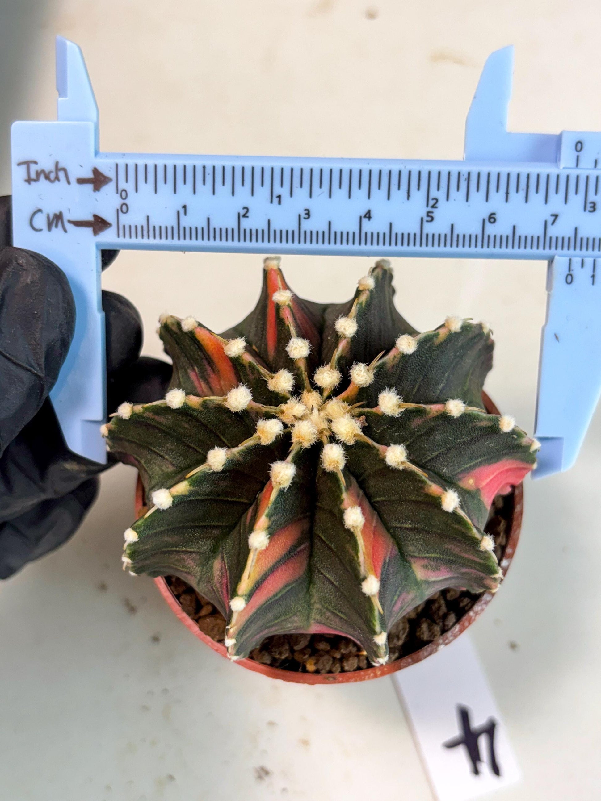 Gymnocalycium Lb Hybrid (gy5) (y4) | Imported Plants