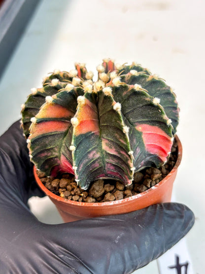 Gymnocalycium Lb Hybrid (gy5) (y4) | Imported Plants