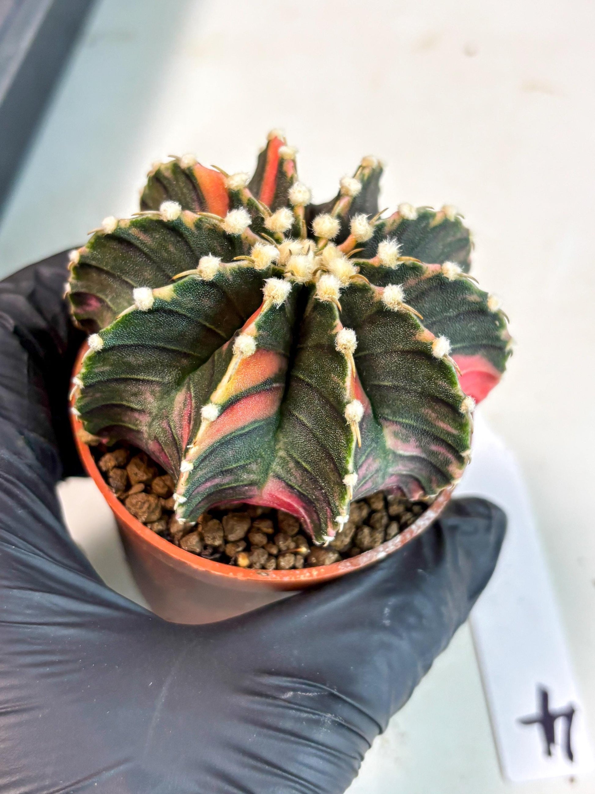 Gymnocalycium Lb Hybrid (gy5) (y4) | Imported Plants