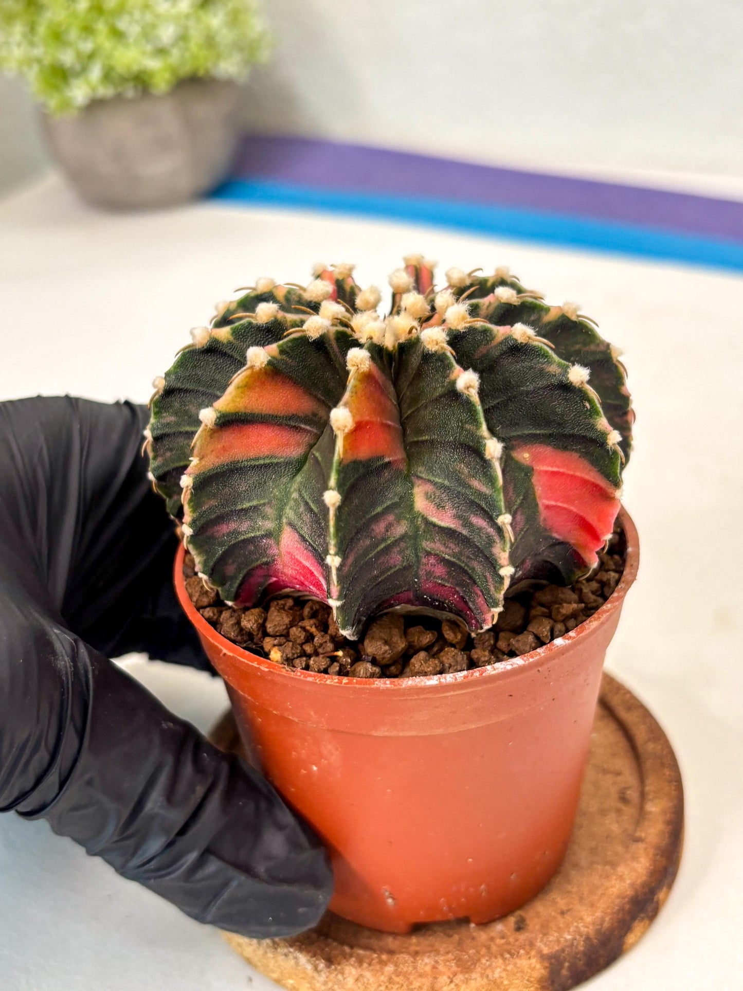 Gymnocalycium Lb Hybrid (gy5) (y4) | Imported Plants