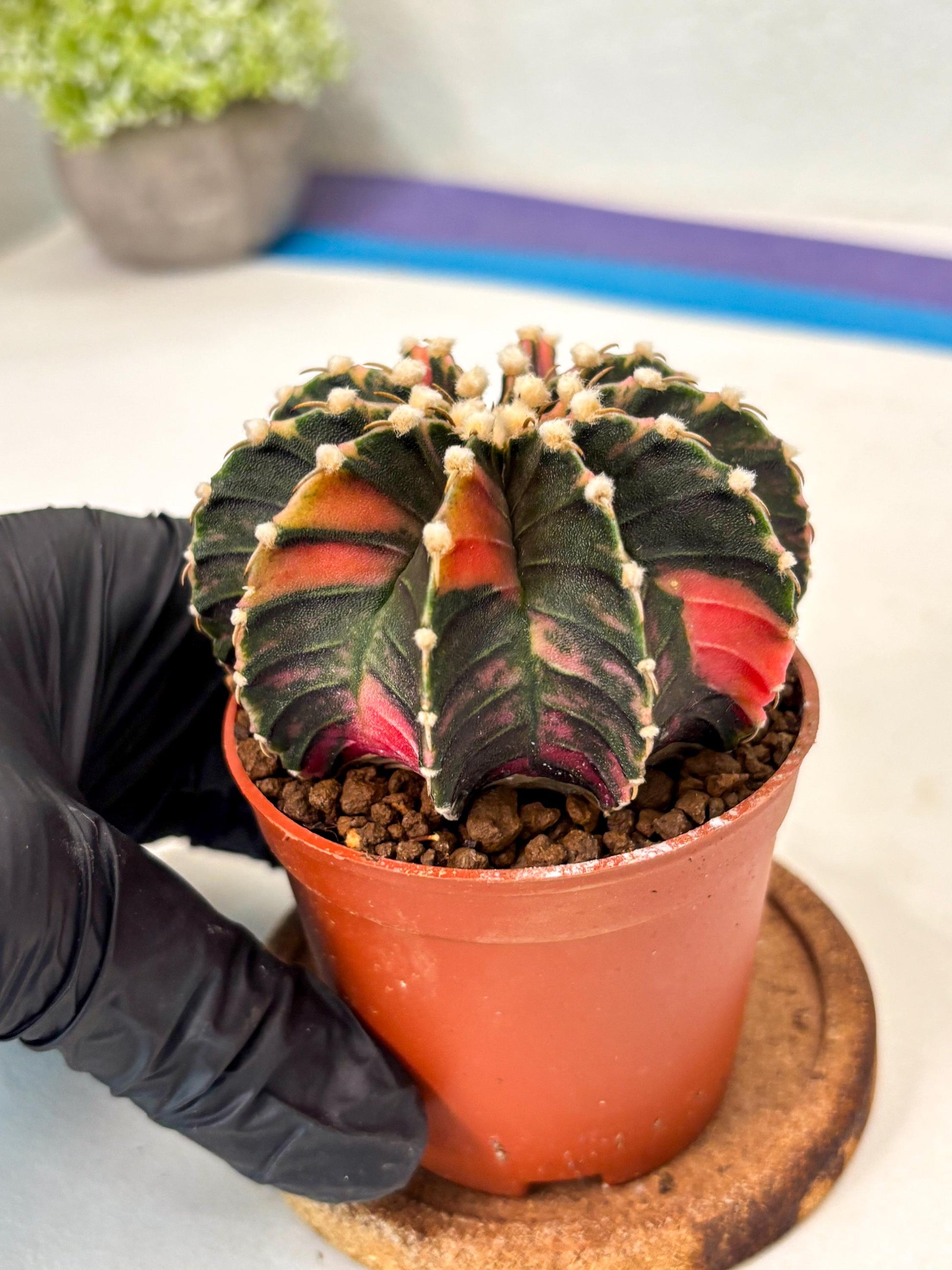 Gymnocalycium Lb Hybrid (gy5) (y4) | Imported Plants