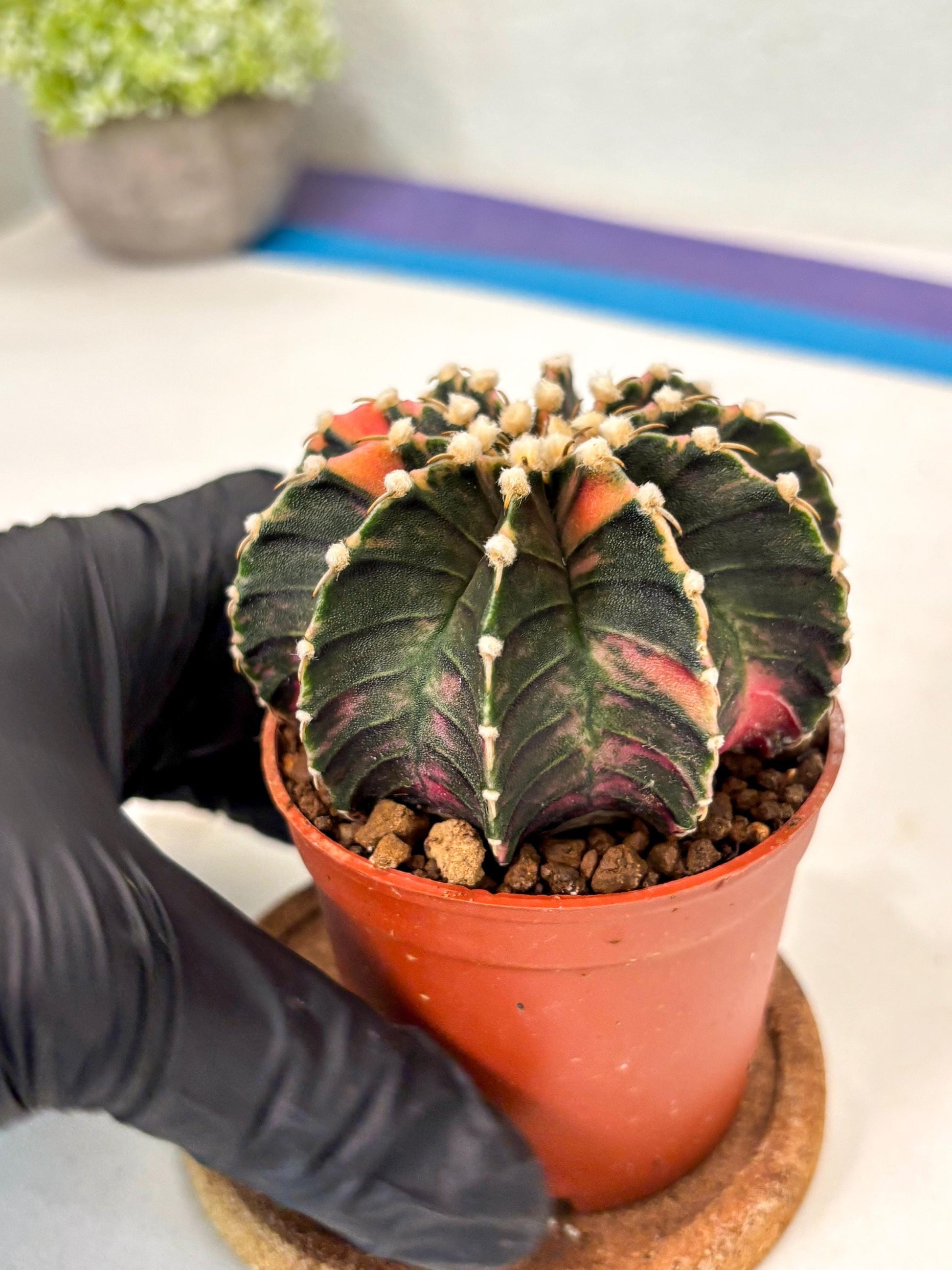 Gymnocalycium Lb Hybrid (gy5) (y4) | Imported Plants