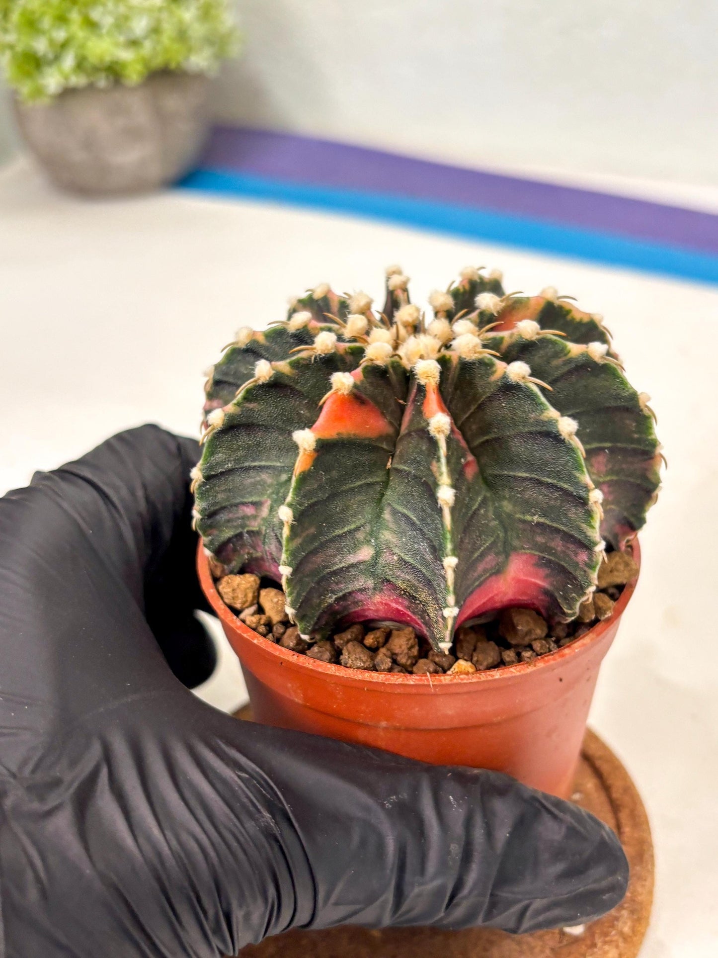 Gymnocalycium Lb Hybrid (gy5) (y4) | Imported Plants