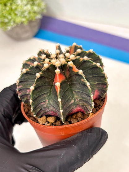 Gymnocalycium Lb Hybrid (gy5) (y4) | Imported Plants