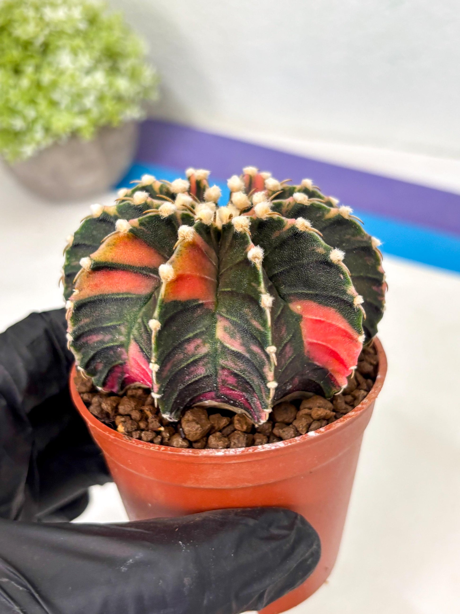 Gymnocalycium Lb Hybrid (gy5) (y4) | Imported Plants