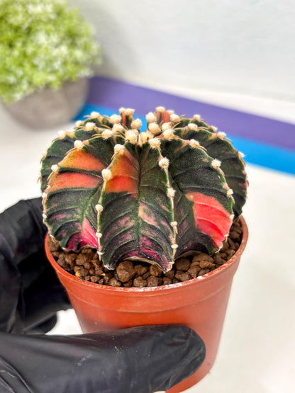 Gymnocalycium Lb Hybrid (gy5) (y4) | Imported Plants