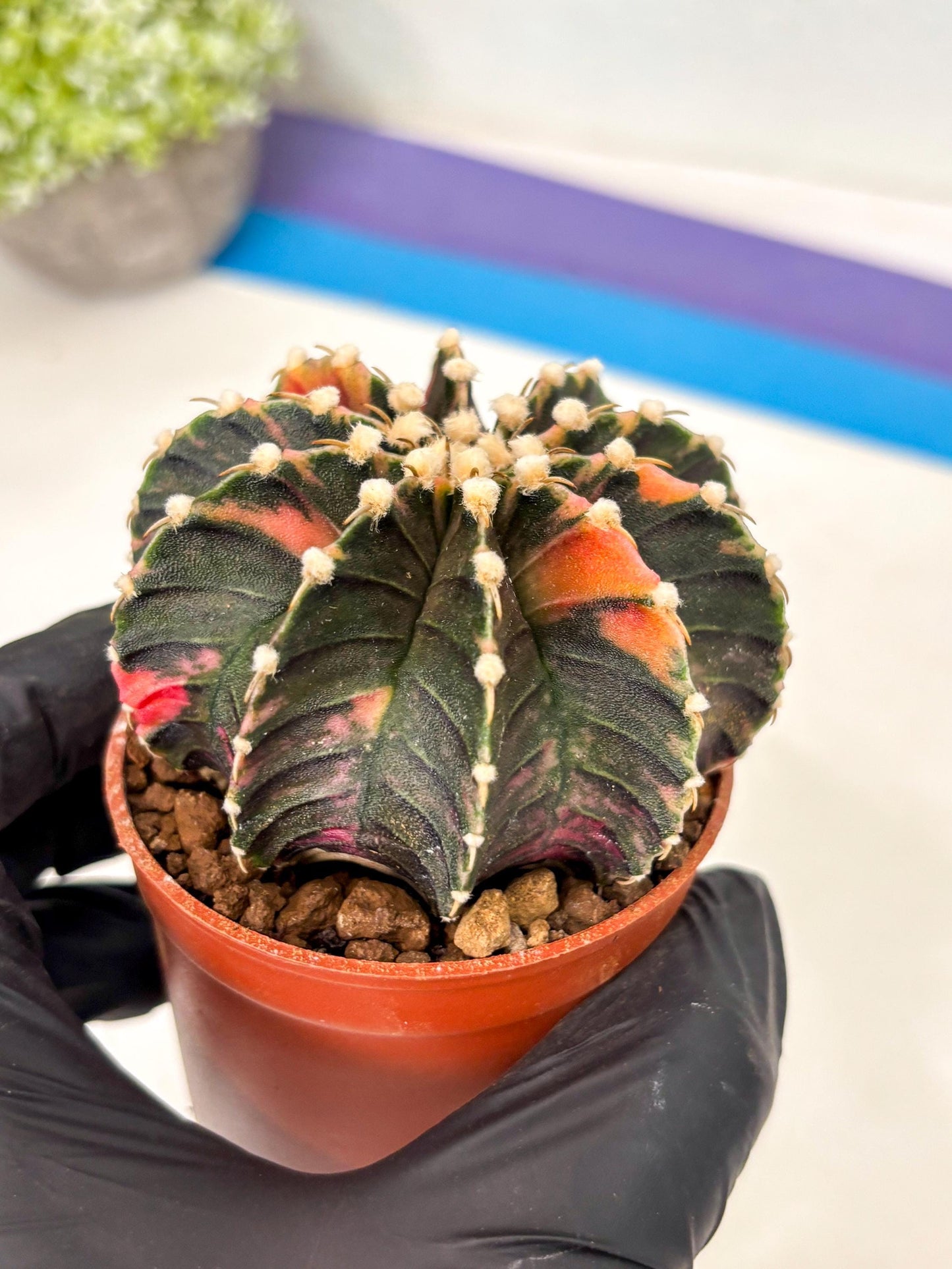 Gymnocalycium Lb Hybrid (gy5) (y4) | Imported Plants